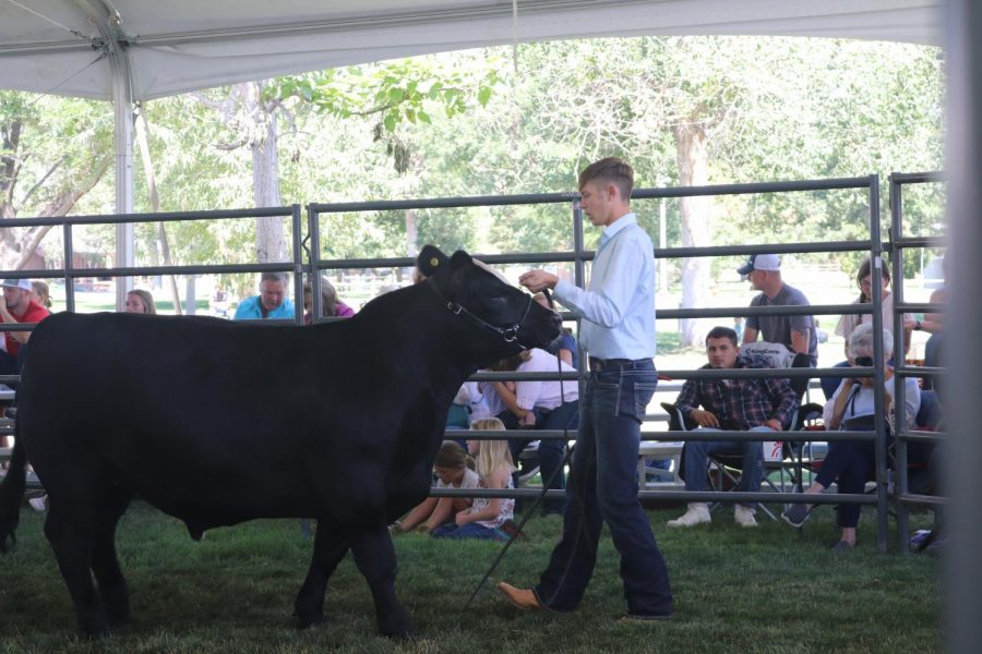 EHS students’ hard work pays off at Weld County Fair